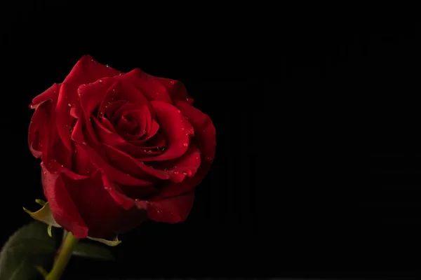 Красная Роза Черном Фоне Место Копирования Справа Стоковое Фото