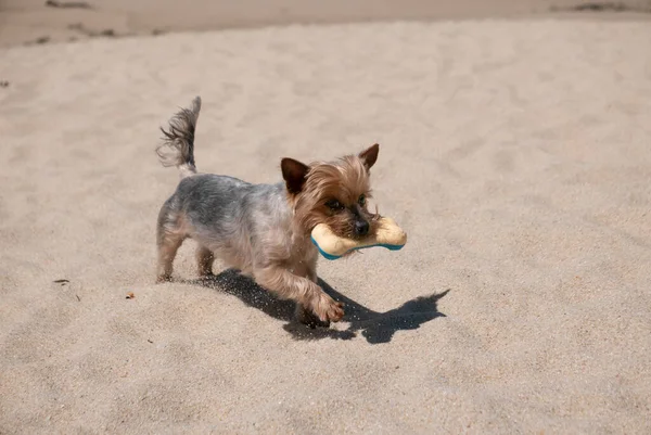 Yorkshire Terrier Dog Running Beach Rubber Bone Mouth — Photo