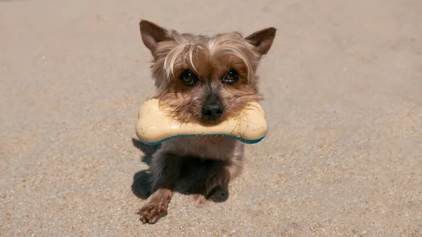 Cute Yorkshire Terrier Dog Portrait Holding Rubber Bone Beach — Photo