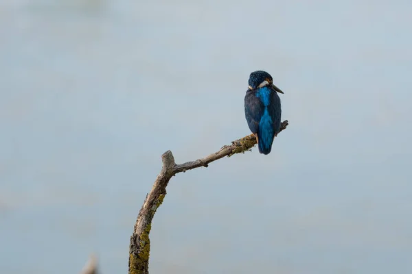Pompás Példa Gyönyörű Színek Közös Kingfisher Alcedo Ezen Egy Vékony — Stock Fotó
