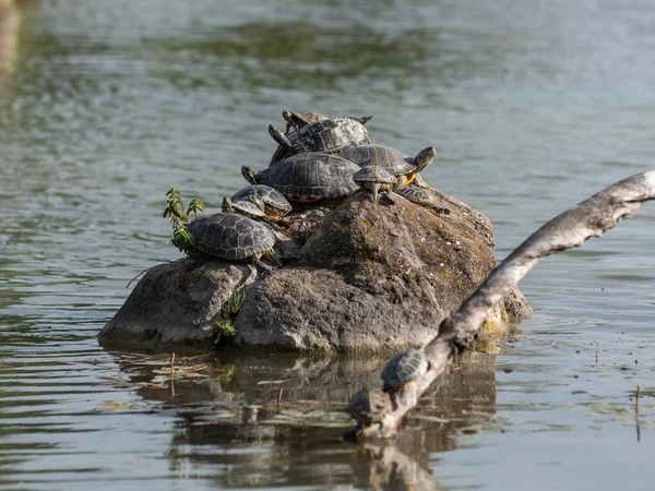 Schildkrötenfamilie Auf Einem Felsen Mitten Einem Teich Zusammengepfercht — Stockfoto