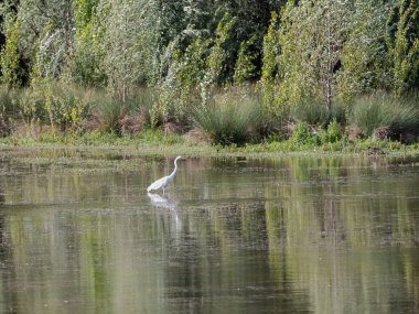 Beyaz Tufted Heron Bir Gölette Avını Arıyor.