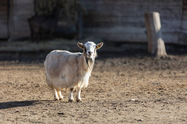 White Sheep inside a Farm on a Sunny Day.