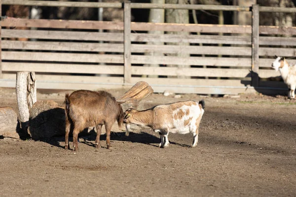 Goats Fenced Farmhouse Sunny Day — Zdjęcie stockowe