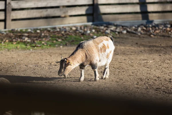 Cabra Dentro Una Granja Vallada Día Soleado —  Fotos de Stock