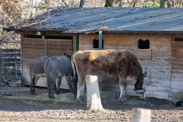 Una Vaca Dos Burros Alimentándose Una Granja —  Fotos de Stock