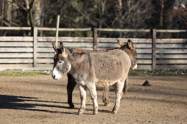 Quiet Gray Donkeys Fence Farm — Stock Photo, Image
