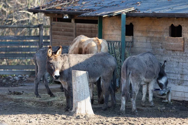 Cow Three Donkeys Feeding Farm — Stock Photo, Image