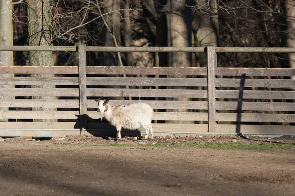 White Sheep Farm Sunny Day — Zdjęcie stockowe