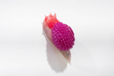 Kırmızı Plastik Salyangoz, Hayvan Teması.