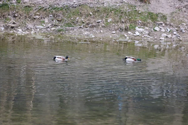 Ducks Swimming Fishing Food Sinking Beak Surface Water River — Zdjęcie stockowe