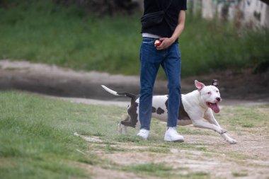 Beyaz ve Siyah Çukurlu Boğa Köpek Sahibi ile Dışarıda Oynuyor ve Koşuyor.