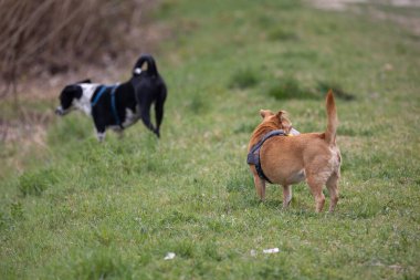 İki Küçük Köpek Çimenlerde Oynuyor ve Yürüyor.