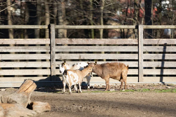 Cabras Dentro Una Granja Vallada Día Soleado —  Fotos de Stock