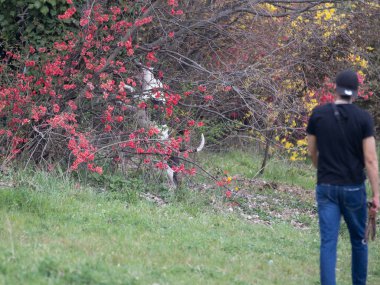 White and Black Pit bull Dog Playing among the Brambles and Bushes of Plants with Red Flowers.