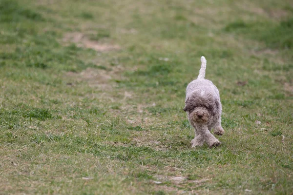 Little Gray Poedel Hond Spelen Hardlopen Buiten Het Gras — Stockfoto