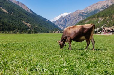Arka planda dağları olan kocaman yeşil bir çayırda otlayan inek..