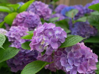 Ortanca ya da Hortensiya Sokaktaki Çiçek Bitkileri.