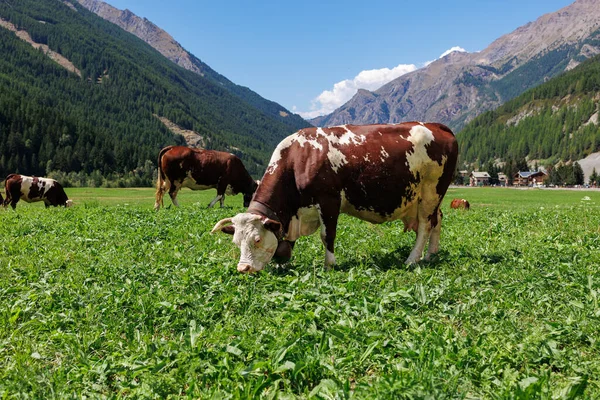 Kráva Pasoucí Obrovské Zelené Louce Horami Pozadí — Stock fotografie