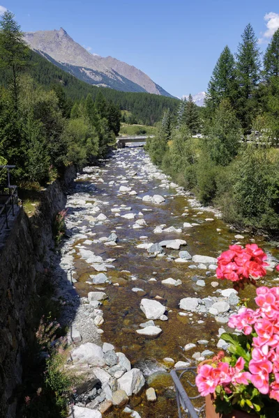 Rosa Blommor Förgrunden Och Bergsbäck Och Bergskedjan Italienska Alperna Solig — Stockfoto