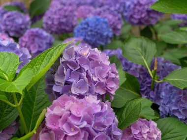 Ortanca ya da Hortensiya Sokaktaki Çiçek Bitkileri.