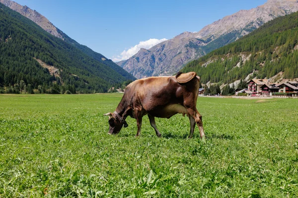 Kráva Pasoucí Obrovské Zelené Louce Horami Pozadí — Stock fotografie