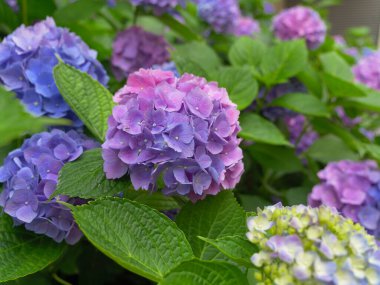 Ortanca ya da Hortensiya Sokaktaki Çiçek Bitkileri.