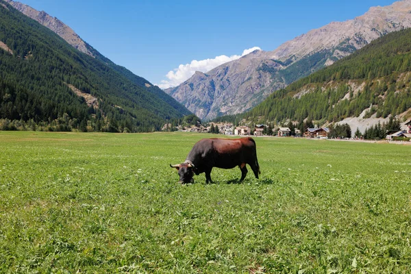 Černý Býk Pasoucí Obrovské Zelené Louce Horami Pozadí — Stock fotografie