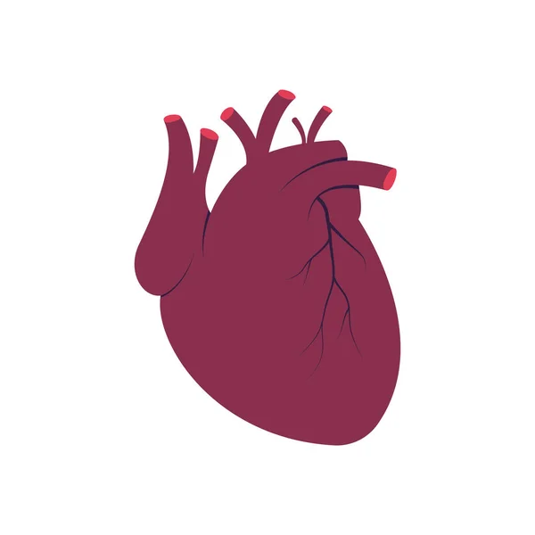Herzmuskelorgan Des Menschen — Stockvektor