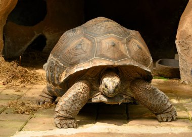 Dev Galapagos kaplumbağası. Nesli tükenmekte olan bir tür.