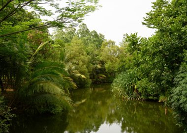 Etrafı dev ağaçlarla çevrili sessiz yeşil nehrin manzarası. Yeşil nehir kavramı