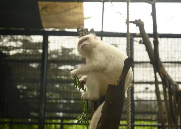 野生ではほとんど見られないアルビノの白猿です — ストック写真