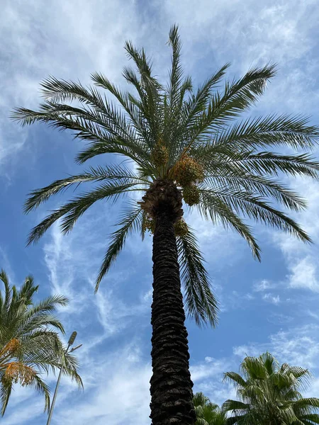 Yazın palmiye ağacı. Palmiyeli yaz gökyüzü. Plaj fotoğrafı