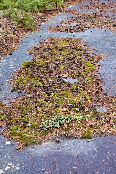 Camino Asfalto Abandonado Brotes Creciendo Hojas Caídas Agujas Pino — Foto de Stock