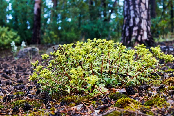 Brotes de árboles que crecen en el bosque en agujas de musgo y pino caído —  Fotos de Stock