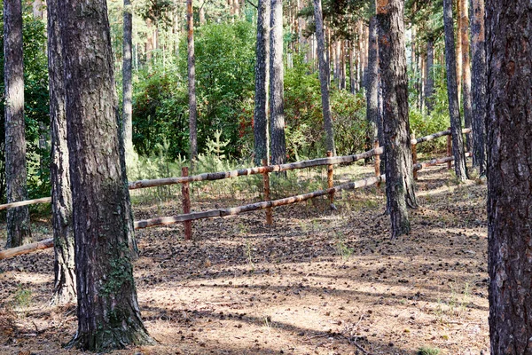 Деревянный забор в сосновом лесу в солнечный день — стоковое фото