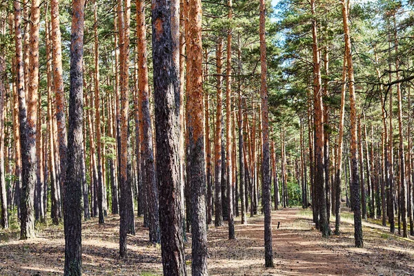 Pine forest on a sunny day — Stock Photo, Image