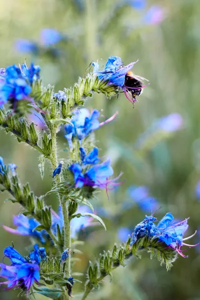 Bi på blomman av ett blågräs — Stockfoto