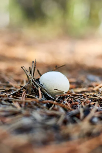 通过松针发芽的白色蘑菇 — 图库照片