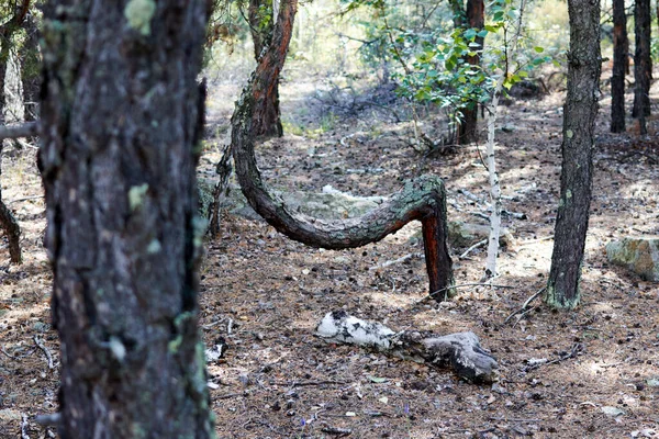 Tronco curvado de un pino joven — Foto de Stock