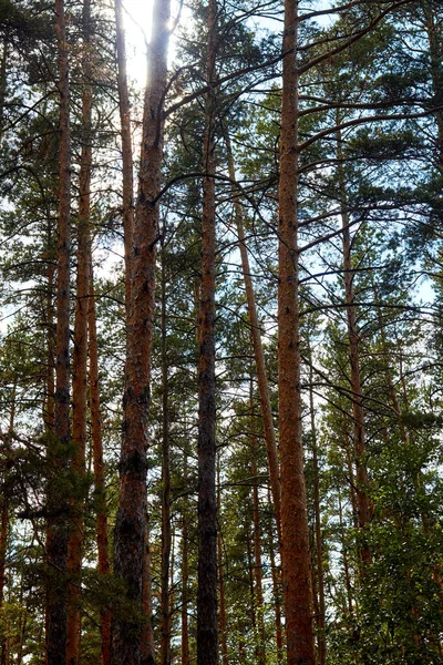 Troncos delgados de pinos en el bosque — Foto de Stock