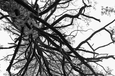Kurumuş bir ağacın gövdesi ve dalları. Soyut arkaplan. Tek renkli fotoğraf.