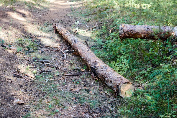 Tronco Aserrado Árbol Caído Sin Ramas Bloqueando Camino Rural Bosque — Foto de Stock