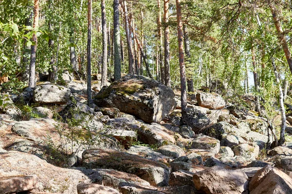 Vista Panorámica Del Paisaje Del Bosque Pinos Creciendo Rocas —  Fotos de Stock