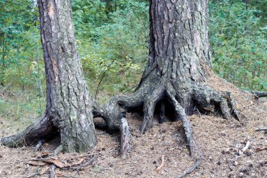 Kökleri topraktan çıkmış iki ağaç.