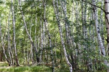 Huş ağaçlarının ve mavi gökyüzünün alt görüntüsü