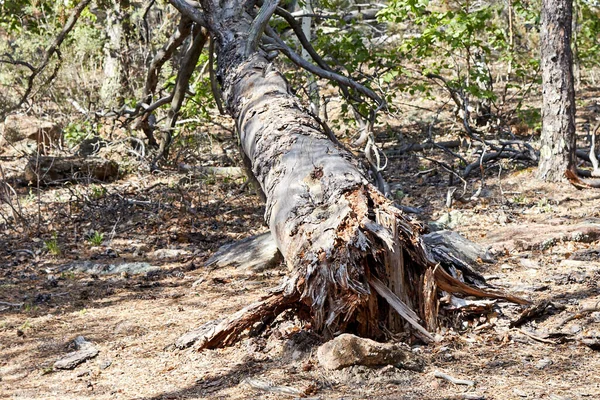 一棵被风刮倒的老树的树干 — 图库照片