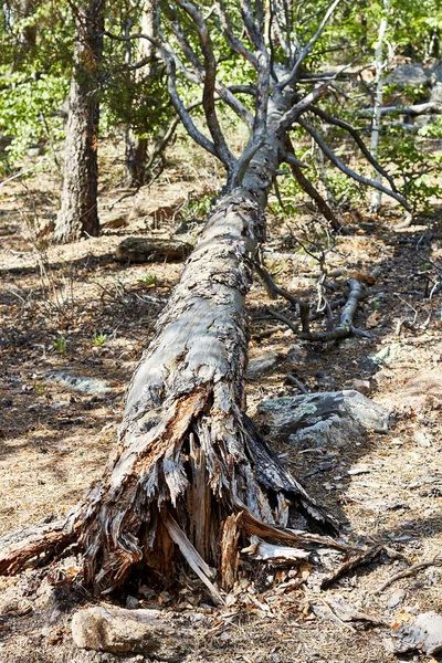 Der Stamm Eines Alten Baumes Der Vom Wind Gefällt Wurde — Stockfoto