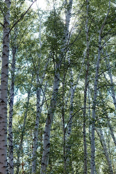 Bottom View Tops Birches Blue Sky — Stock Photo, Image