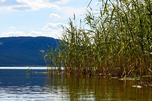 水の中で葦が成長する雲や湖のある空の景色 — ストック写真